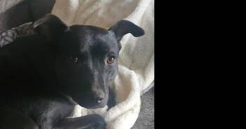 Labrador Retriever and Pit Bull Terrier Dogs Available for Adoption in Lafayette, Colorado - Willow | PetCurious