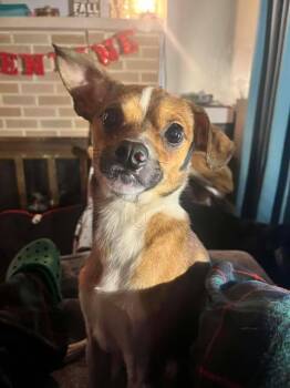 Chihuahua Dogs Available for Adoption - Milton | PetCurious