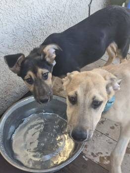 German Shepherd Dog Dogs Available for Adoption in Tucson, Arizona - Ozzy | PetCurious