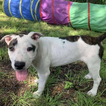 Rescue Labrador Retriever Dogs for Adoption in Saint George, Vermont - Ellie | PetCurious