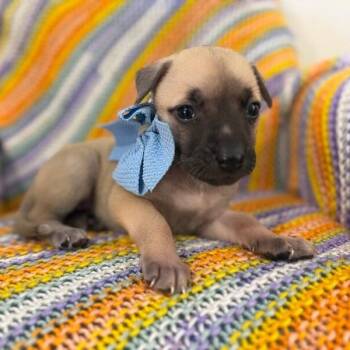 Labrador Retriever and American Bully Dogs Available for Adoption - Oyster White | PetCurious