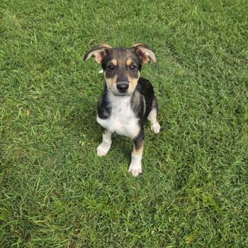 Shepherd Dogs Available for Adoption in Mansfield, Texas - Delta | PetCurious
