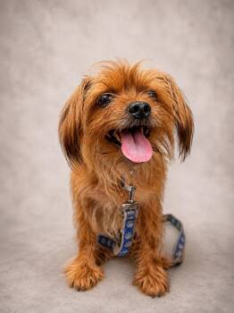 Zora 0201 -  Yorkshire Terrier Dog for Adoption in Waldorf, Maryland - Zora 0201 | PetCurious