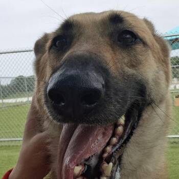 Elka -  German Shepherd Dog Dog for Adoption in Hannibal, Missouri - Elka | PetCurious