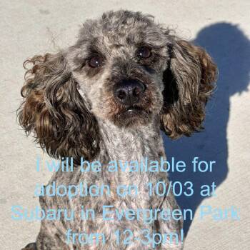 Cookie Monster -  Poodle and Mixed Breed Dog for Adoption in Matteson, Illinois - Cookie Monster | PetCurious