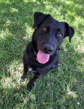 Prairie -  Black Labrador Retriever and Australian Kelpie Dog for Adoption in St. George, Utah - Prairie | PetCurious