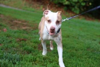 Rescue Mixed Breed Dogs for Adoption in West Chester, Pennsylvania - Snickers | PetCurious