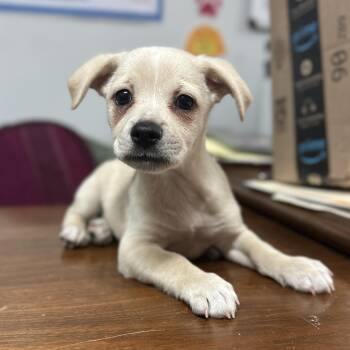 Pog -  Terrier Dog for Adoption in Columbia, South Carolina - Pog | PetCurious