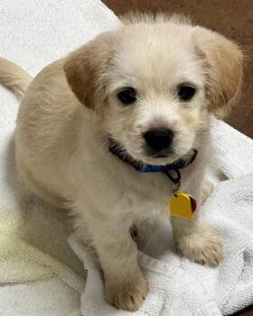 Honey -  Mixed Breed Dog for Adoption in Stanwood, Washington - Honey | PetCurious