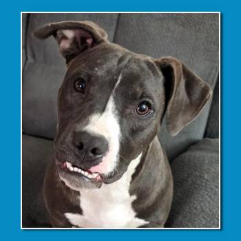 Rescue American Bulldog and Boxer Dogs for Adoption in San Antonio, Texas - Bubba | PetCurious