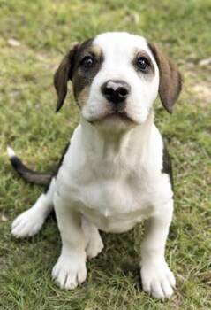 Beagle and Bulldog Dogs Available for Adoption in Watertown, Connecticut - Baxter | PetCurious