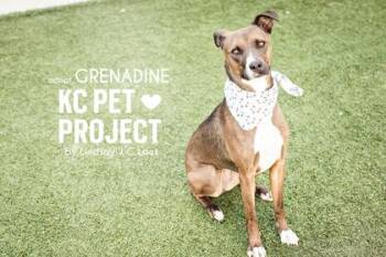 Josie -  Mixed Breed Dog for Adoption in Kansas City, Missouri - Josie | PetCurious