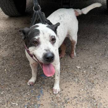 Pit Bull Terrier Dogs Available for Adoption - Princesa | PetCurious