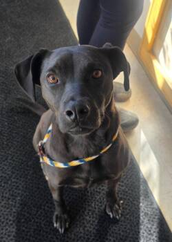 Dessa -  Mixed Breed Dog for Adoption in Green River, Wyoming - Dessa | PetCurious