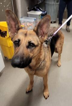 Rescue German Shepherd Dog Dogs for Adoption in Hopkinsville, Kentucky - Freya | PetCurious