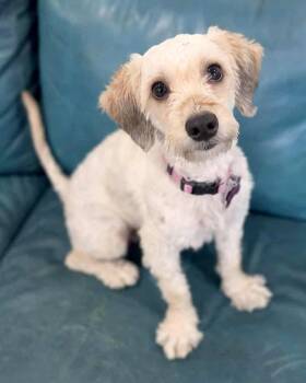 Maltese and Poodle Dogs Available for Adoption in Corona, California - Capri | PetCurious