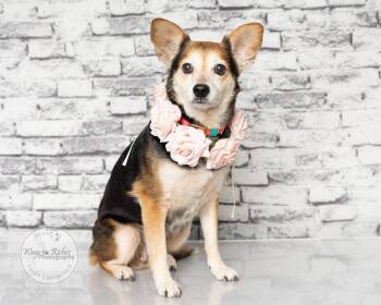 Mia -  Chihuahua and Terrier Dog for Adoption in Tuscaloosa, Alabama - Mia | PetCurious