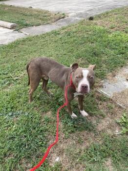 MOMO -  Pit Bull Terrier and Mixed Breed Dog for Adoption in Killeen, Texas - MOMO | PetCurious
