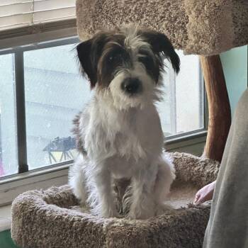 Stanley -  Terrier and Mixed Breed Dog for Adoption in Titusville, Florida - Stanley | PetCurious