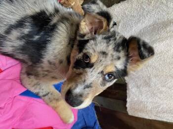 Catahoula Leopard Dog and Shepherd Dogs Available for Adoption - Murphy | PetCurious