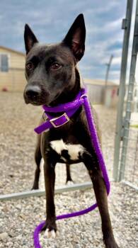 Soda -  Shepherd and Mixed Breed Dog for Adoption in Oxford, Michigan - Soda | PetCurious