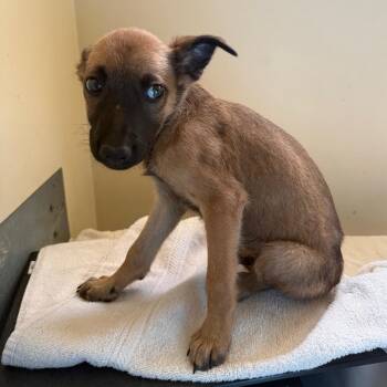 Lamine Yamal -  Shepherd and Mixed Breed Dog for Adoption in Los Angeles, California - Lamine Yamal | PetCurious