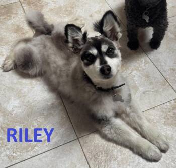 Riley -  Pomeranian Dog for Adoption in Owatonna, Minnesota - Riley | PetCurious