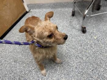 BAGEL -  Dachshund and Poodle Dog for Adoption in Rowlett, Texas - BAGEL | PetCurious