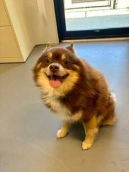 Aries -  Pomeranian Dog for Adoption in Winter Haven, Florida - Aries | PetCurious