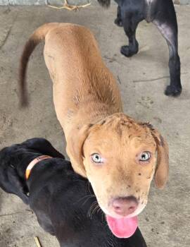 Hannah -  Beagle Dog for Adoption in Melbourne, Arkansas - Hannah | PetCurious