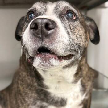 Bella -  Mixed Breed Dog for Adoption in Abilene, Texas - Bella | PetCurious