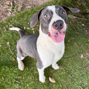 Toaster -  Mixed Breed Dog for Adoption in Milton, Florida - Toaster | PetCurious