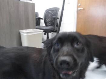 MOLLY -  Border Collie Dog for Adoption in Ocala, Florida - MOLLY | PetCurious