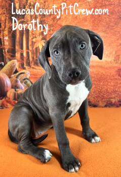Dorothy -  American Staffordshire Terrier and Pit Bull Terrier Dog for Adoption in Toledo, Ohio - Dorothy | PetCurious