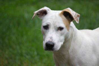 Sophie -  Pit Bull Terrier Dog for Adoption in Hayward, Wisconsin - Sophie | PetCurious