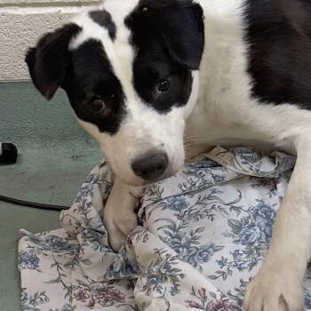 Mixed Breed Dogs Available for Adoption in Memphis, Tennessee - Sage | PetCurious