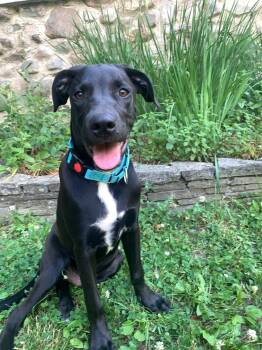 Chad -  Black Labrador Retriever Dog for Adoption in Highland, New York - Chad | PetCurious