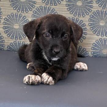Male 4 -  Cane Corso and German Shepherd Dog Dog for Adoption in Hohenwald, Tennessee - Male 4 | PetCurious