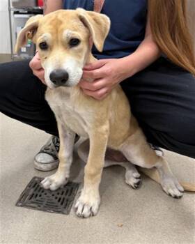 DRACULARA -  Labrador Retriever and Mixed Breed Dog for Adoption in Baytown, Texas - DRACULARA | PetCurious