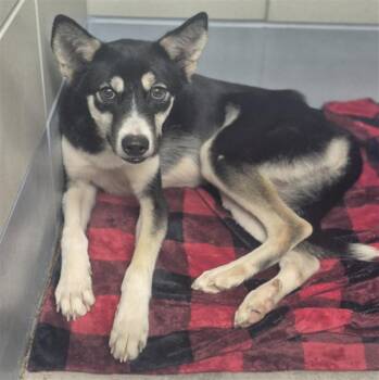 Husky and Mixed Breed Dogs Available for Adoption - PRINCE | PetCurious