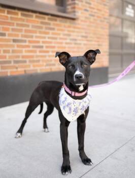 Pit Bull Terrier and Terrier Dogs Available for Adoption in New York, New York - Wynona  | PetCurious