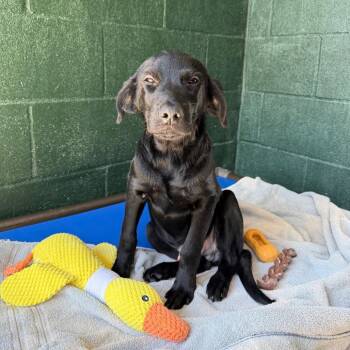 Boo Boo -  Labrador Retriever Dog for Adoption in Carencro, Louisiana - Boo Boo | PetCurious