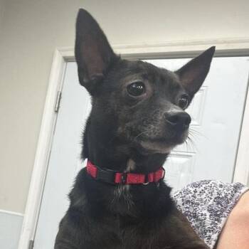Mira -  Mixed Breed Dog for Adoption in Fredericksburg, Virginia - Mira | PetCurious