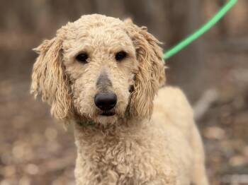 Poodle Dogs Available for Adoption - Asher | PetCurious