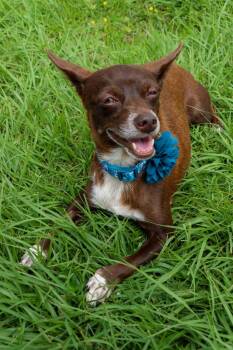 Chihuahua and Terrier Dogs Available for Adoption - EVITA - Calm, Quiet & Easy! | PetCurious