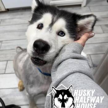 Theo -  Husky Dog for Adoption in Eufaula, Oklahoma - Theo | PetCurious