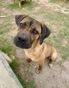 Mastiff Dogs Available for Adoption - #168.26 - Mastiff Mix | PetCurious