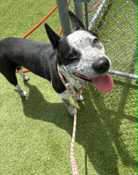 Australian Cattle Dog Blue Heeler and Mixed Breed Dogs Available for Adoption in Detroit, Michigan - Odin | PetCurious