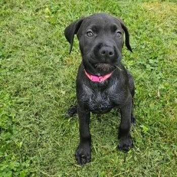 Great Dane and Mixed Breed Dogs Available for Adoption in Dayton, Ohio - Rue | PetCurious