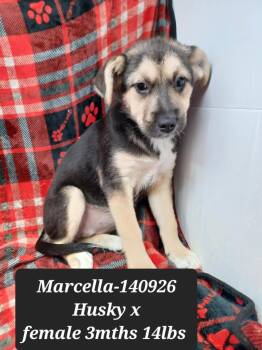 Marcella (foster needed) -  Husky and Shepherd Dog for Adoption in New York, New York - Marcella (foster Needed) | PetCurious